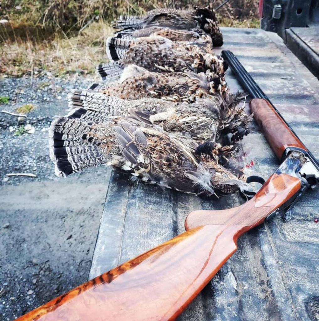 Maine grouse hunting