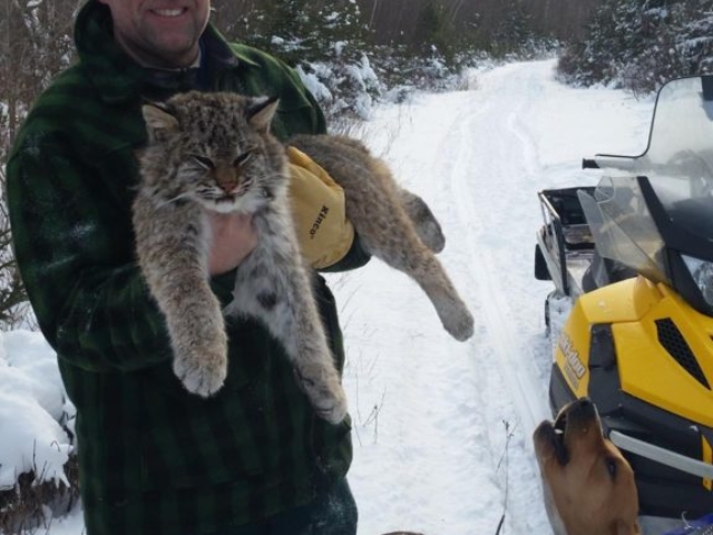 Bobcat hunting Maine