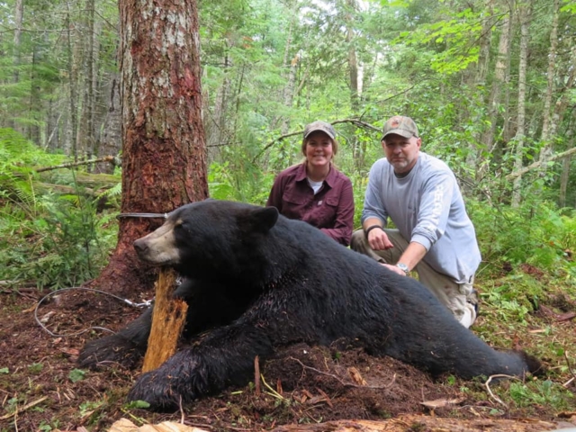 Bear trapping Maine