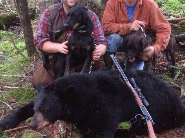 Bear hunting Maine