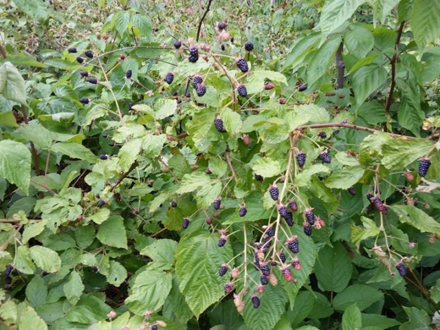 Maine blackberries