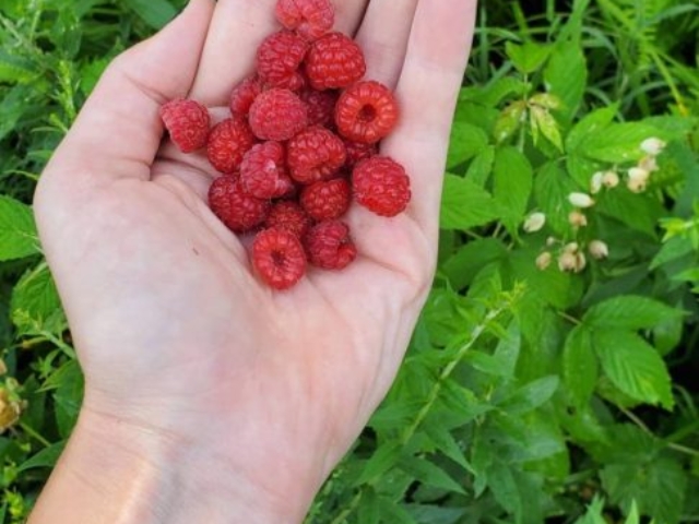 Maine raspberries