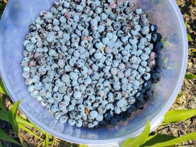 Maine blueberries