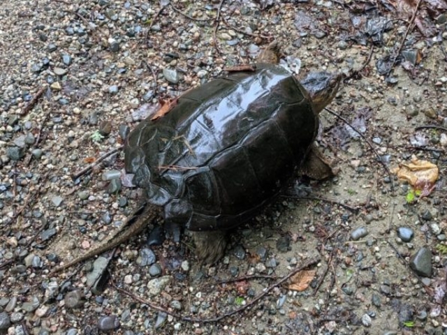 Snapping turtle Maine