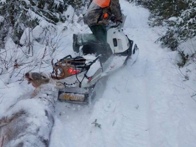 Deer hunting Maine
