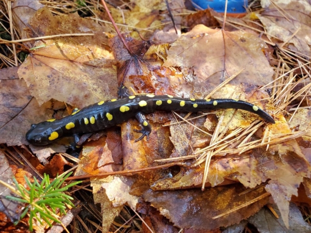 Spotted salamander Maine