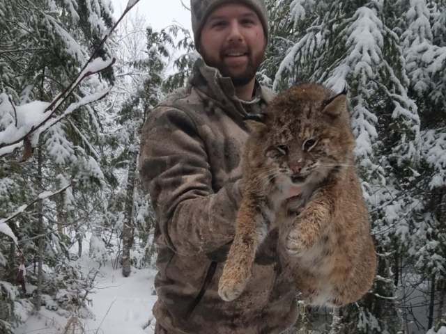 Bobcat hunting Maine
