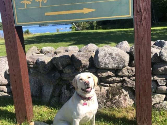 dog sitting by a sign