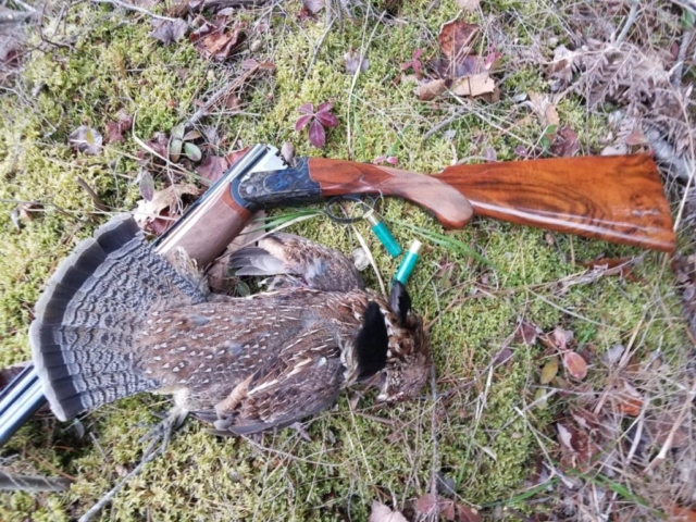 grouse hunting Maine