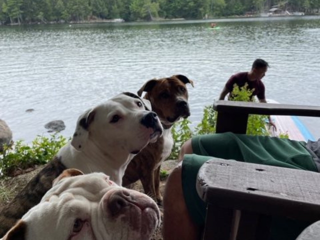 three dogs by a lake