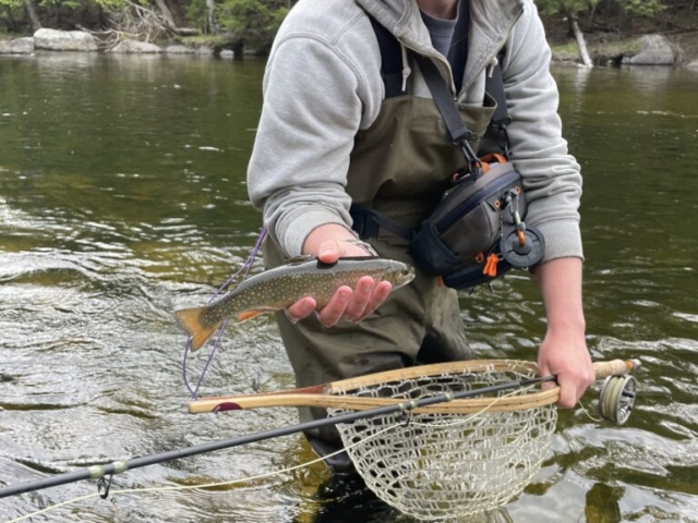 brook trout