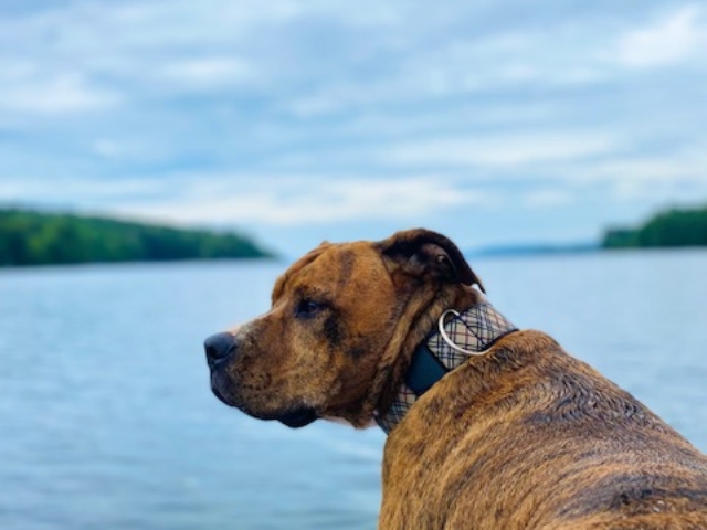 dog by a lake