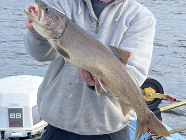 lake trout